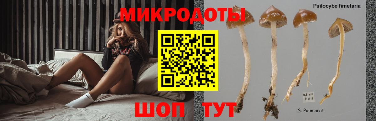 Псилоцибиновые грибы GOLDEN TEACHER Дальнегорск